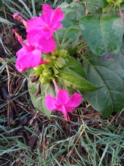 Mirabilis jalapa
