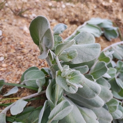 Convolvulus persicus
