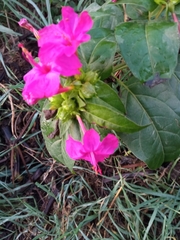 Mirabilis jalapa