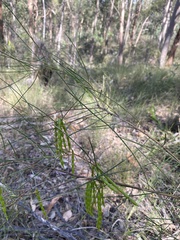 Acacia juncifolia