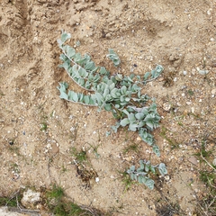 Convolvulus persicus