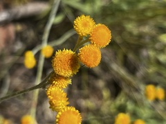 Chrysocephalum apiculatum