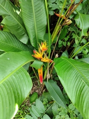 Heliconia psittacorum