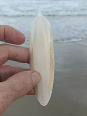 Sepia plangon