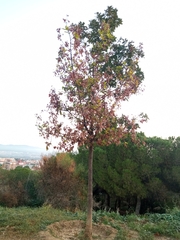Quercus faginea