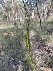 Acacia juncifolia