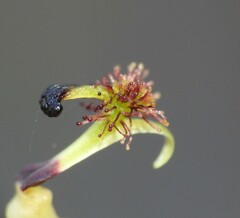 Arthrochilus irritabilis