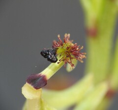 Arthrochilus irritabilis