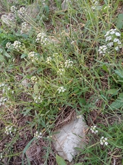 Lepidium graminifolium