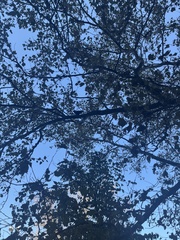 Corvus brachyrhynchos