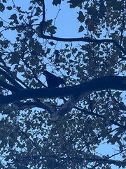 Corvus brachyrhynchos