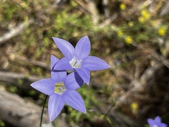 Wahlenbergia stricta
