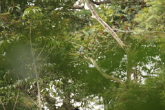 Columba iriditorques