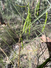 Acacia juncifolia