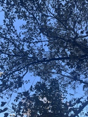 Corvus brachyrhynchos