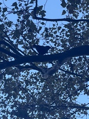 Corvus brachyrhynchos