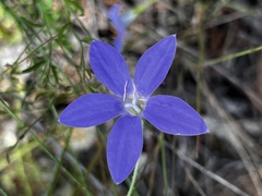 Wahlenbergia stricta