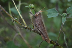 Schistocerca impleta