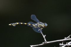 Ictinogomphus ferox