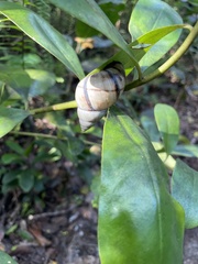 Orthalicus floridensis