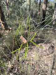 Acacia juncifolia