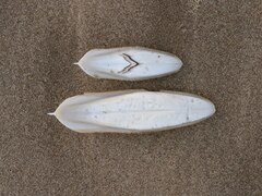 Sepia plangon