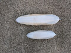 Sepia plangon