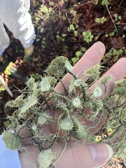 Usnea intermedia