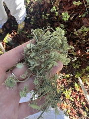 Usnea intermedia