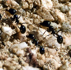 Veromessor pergandei