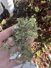 Usnea intermedia