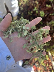 Usnea intermedia