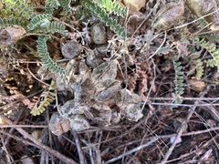 Galegeae