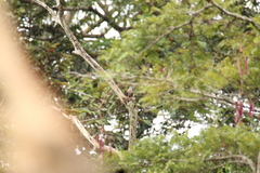 Columba iriditorques