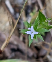 Sherardia arvensis