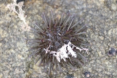 Heliocidaris erythrogramma