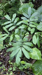 Millettia pachycarpa