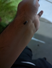 Armadillidium vulgare