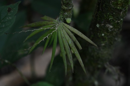 Ornithocephalus iridifolius