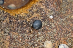 Nerita melanotragus