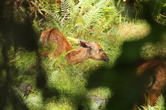 Tragelaphus spekii gratus