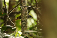 Criniger chloronotus