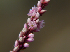 Persicaria glabra