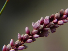 Persicaria glabra