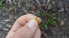 Stellaria apetala