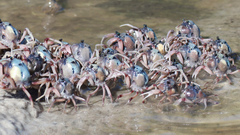 Mictyris longicarpus