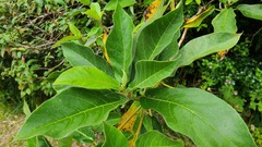 Ficus erecta beecheyana
