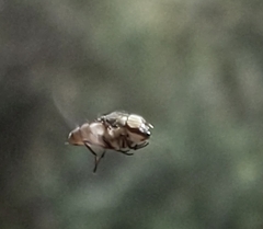 Stomorhina subapicalis