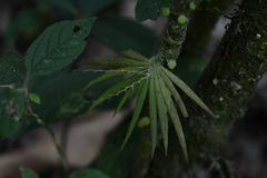 Ornithocephalus iridifolius, photograph (c) Neptalí Ramírez Marcial, some rights reserved (CC BY)