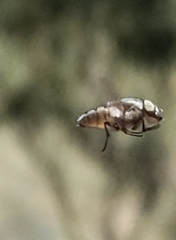 Stomorhina subapicalis